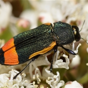 Castiarina kerremansi at Karabar, NSW - suppressed