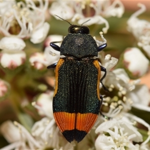 Castiarina kerremansi at Karabar, NSW - suppressed