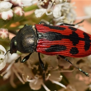 Castiarina indistincta at Karabar, NSW - 12 Dec 2024