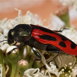 Castiarina indistincta at Karabar, NSW - 12 Dec 2024