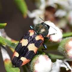 Castiarina sexplagiata at Karabar, NSW - 11 Dec 2024 by DianneClarke