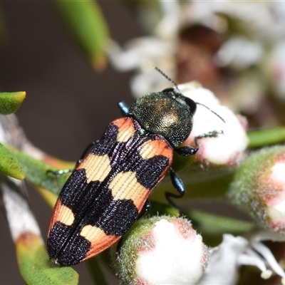 Castiarina sexplagiata (Jewel beetle) at Karabar, NSW - 12 Dec 2024 by DianneClarke