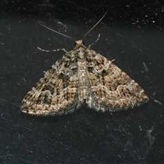 Xanthorhoe xanthospila (Yellow-spotted Carpet) at Freshwater Creek, VIC - 16 Apr 2020 by WendyEM