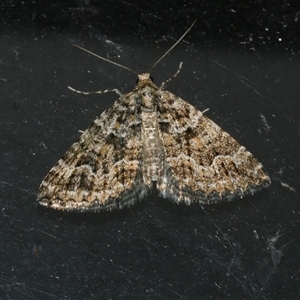 Xanthorhoe xanthospila at Freshwater Creek, VIC - 16 Apr 2020