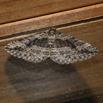 Aponotoreas dascia (Dascia Carpet) at Freshwater Creek, VIC - 17 Apr 2020 by WendyEM