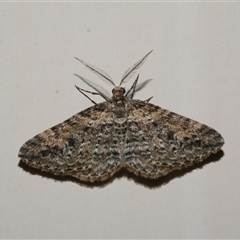 Aponotoreas dascia (Dascia Carpet) at Freshwater Creek, VIC - 16 Apr 2020 by WendyEM