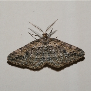 Aponotoreas dascia at Freshwater Creek, VIC - 16 Apr 2020