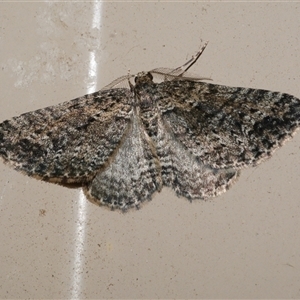 Aponotoreas dascia at Freshwater Creek, VIC - 17 Apr 2020 12:11 AM