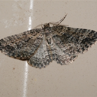 Aponotoreas dascia (Dascia Carpet) at Freshwater Creek, VIC - 16 Apr 2020 by WendyEM