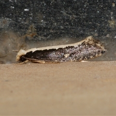 Monopis ethelella (Dead Sheep's Moth) at Freshwater Creek, VIC - 16 Apr 2020 by WendyEM