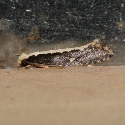 Monopis ethelella (Dead Sheep's Moth) at Freshwater Creek, VIC - 16 Apr 2020 by WendyEM