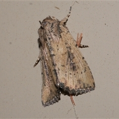 Leucania obumbrata (Lesser Armyworm) at Freshwater Creek, VIC - 16 Apr 2020 by WendyEM