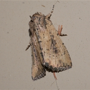 Leucania obumbrata at Freshwater Creek, VIC - 16 Apr 2020 10:38 PM