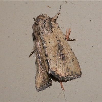 Leucania obumbrata (Lesser Armyworm) at Freshwater Creek, VIC - 16 Apr 2020 by WendyEM