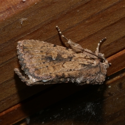 Leucania obumbrata (Lesser Armyworm) at Freshwater Creek, VIC - 16 Apr 2020 by WendyEM