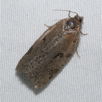 Meritastis pyrosemana (A Tortricid moth) at Freshwater Creek, VIC - 15 Apr 2020 by WendyEM