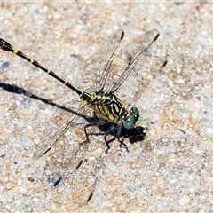 Austrogomphus australis (Inland Hunter) at Gungahlin, ACT - 12 Dec 2024 by AlisonMilton