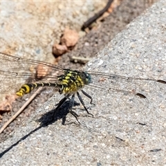 Austrogomphus australis at Gungahlin, ACT - 12 Dec 2024