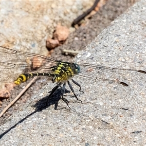 Austrogomphus australis at Gungahlin, ACT - 12 Dec 2024