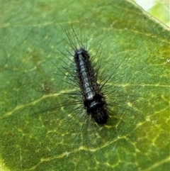 Anestia (genus) at Aranda, ACT - 12 Dec 2024