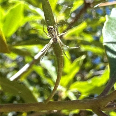 Unverified Other web-building spider at Aranda, ACT - 12 Dec 2024 by Jubeyjubes