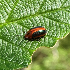 Calomela curtisi (Acacia leaf beetle) at Googong, NSW - 7 Dec 2024 by Wandiyali