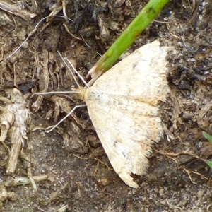 Scopula rubraria at West Hobart, TAS - 12 Dec 2024 05:26 PM
