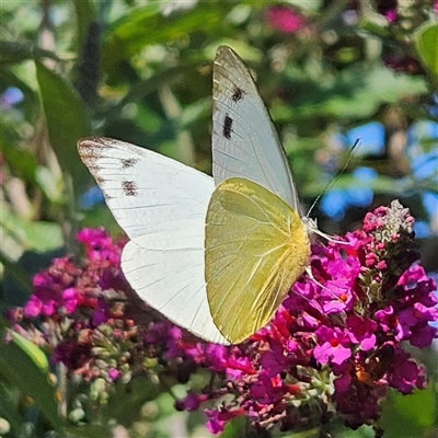 Appias paulina (Yellow Albatross) at Braidwood, NSW - 12 Dec 2024 by MatthewFrawley