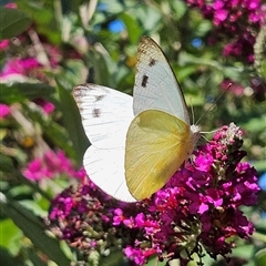 Appias paulina at Braidwood, NSW - 12 Dec 2024