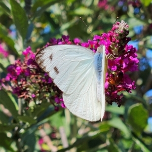 Appias paulina at Braidwood, NSW - 12 Dec 2024