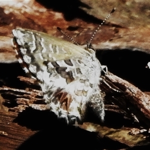 Neolucia agricola at Cotter River, ACT - 12 Dec 2024