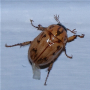 Cyclocephala signaticollis at Turner, ACT - 10 Dec 2024