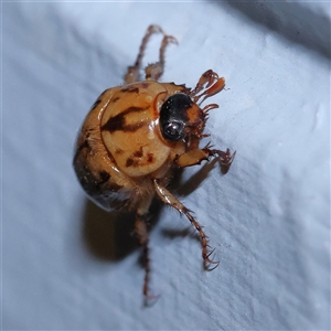 Cyclocephala signaticollis at Turner, ACT - 10 Dec 2024