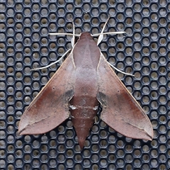 Hippotion scrofa (Coprosma Hawk Moth) at Turner, ACT - 11 Dec 2024 by ConBoekel