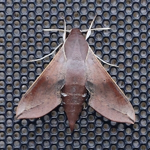 Hippotion scrofa at Turner, ACT - 11 Dec 2024