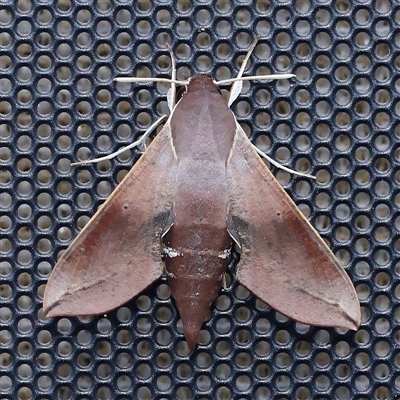 Hippotion scrofa (Coprosma Hawk Moth) at Turner, ACT - 11 Dec 2024 by ConBoekel