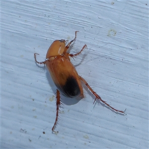 Phyllotocus macleayi (Nectar scarab) at Turner, ACT by ConBoekel