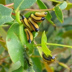 Paropsis atomaria (Eucalyptus leaf beetle) at West Hobart, TAS - 11 Dec 2024 by VanessaC