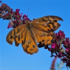 Heteronympha merope at Braidwood, NSW - 12 Dec 2024 06:10 PM