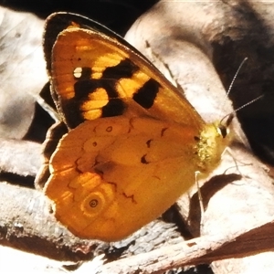 Heteronympha solandri at Cotter River, ACT - 12 Dec 2024 12:07 PM