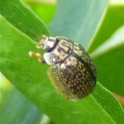 Paropsisterna cloelia (Eucalyptus variegated beetle) at West Hobart, TAS - 11 Dec 2024 by VanessaC