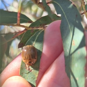 Paropsisterna intacta at Captains Flat, NSW - 12 Dec 2024