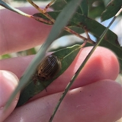 Paropsisterna intacta at Captains Flat, NSW - 12 Dec 2024