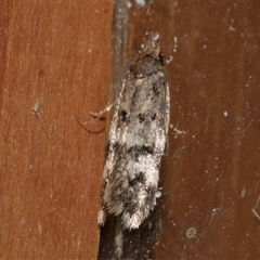 Barea zygophora (Concealer Moth) at Freshwater Creek, VIC - 18 Apr 2020 by WendyEM