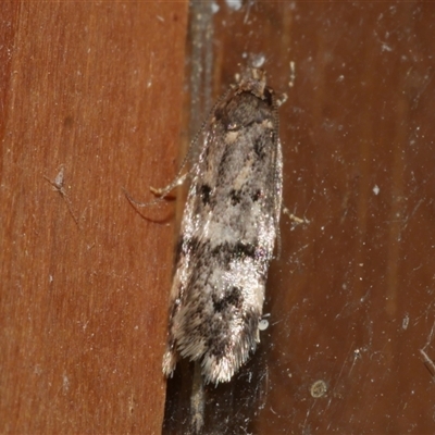 Barea zygophora (Concealer Moth) at Freshwater Creek, VIC - 18 Apr 2020 by WendyEM