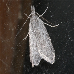 Phryganeutis cinerea (Chezala Group moth) at Freshwater Creek, VIC - 18 Apr 2020 by WendyEM