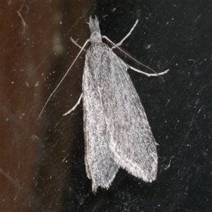Phryganeutis cinerea at Freshwater Creek, VIC - 18 Apr 2020 12:14 AM