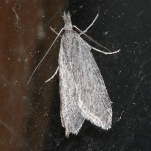 Phryganeutis cinerea at Freshwater Creek, VIC - 18 Apr 2020