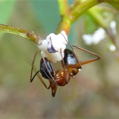 Camponotus consobrinus (Banded sugar ant) at West Hobart, TAS - 12 Dec 2024 by VanessaC