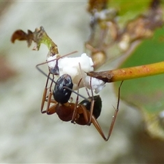 Camponotus consobrinus at West Hobart, TAS - 12 Dec 2024 05:05 PM